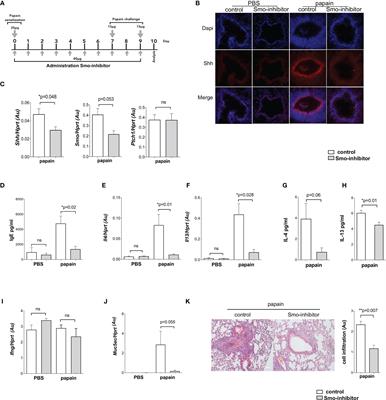 Systemic Pharmacological Smoothened Inhibition Reduces Lung T-Cell Infiltration and Ameliorates Th2 Inflammation in a Mouse Model of Allergic Airway Disease